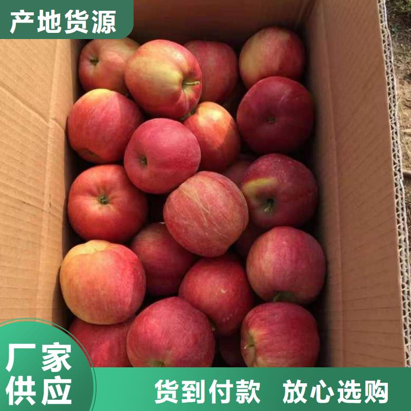 蘋果苗李子苗高品質現貨銷售