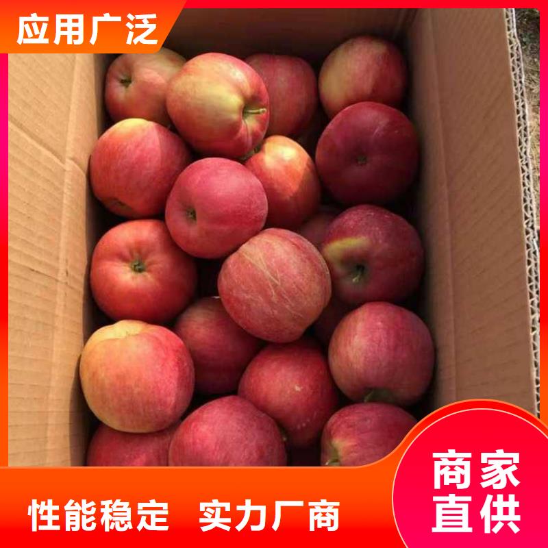 蘋果苗,葡萄苗工廠批發