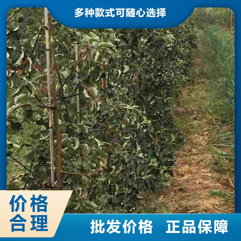 花椒苗视频-海安|启东|南京|苏州|无锡|盐城|镇江|泰州|常州兴海花椒苗_ 兴海苗木种植社(南通市分公司)