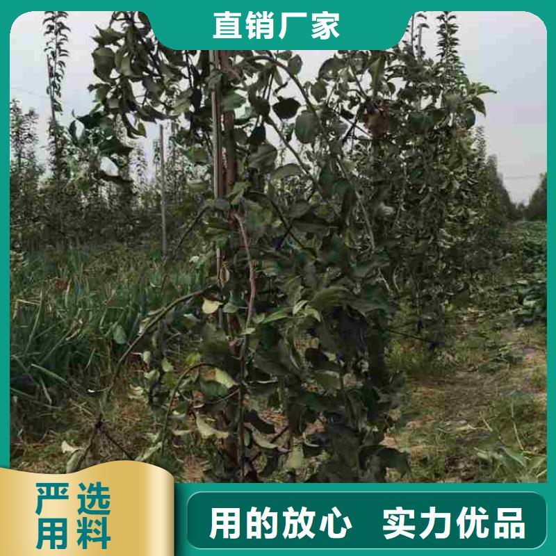 苹果苗板栗苗支持定制加工