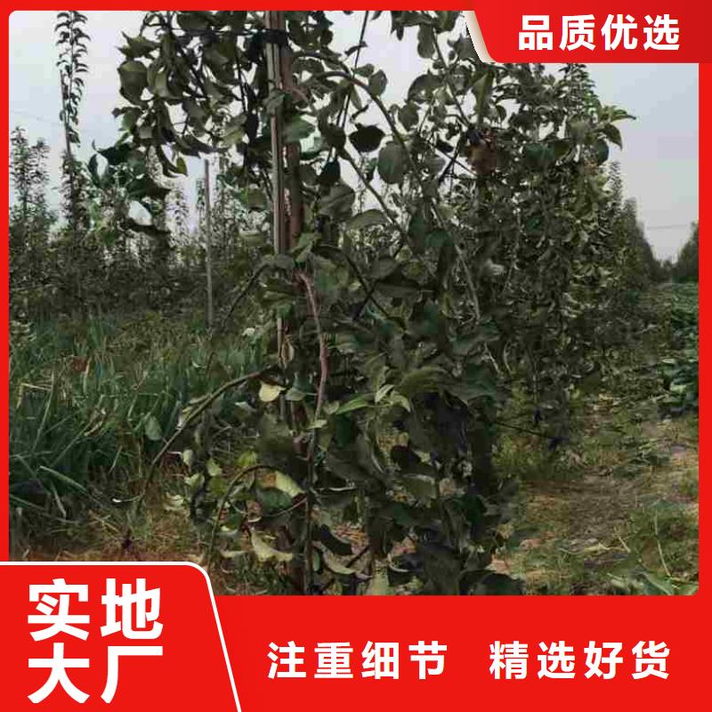 蘋果苗,梨樹苗物流配送
