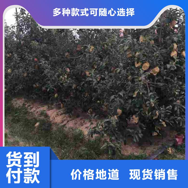 【蘋果苗桃樹苗實力商家供貨穩定】