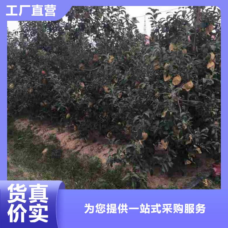 蘋果苗核桃苗客戶好評