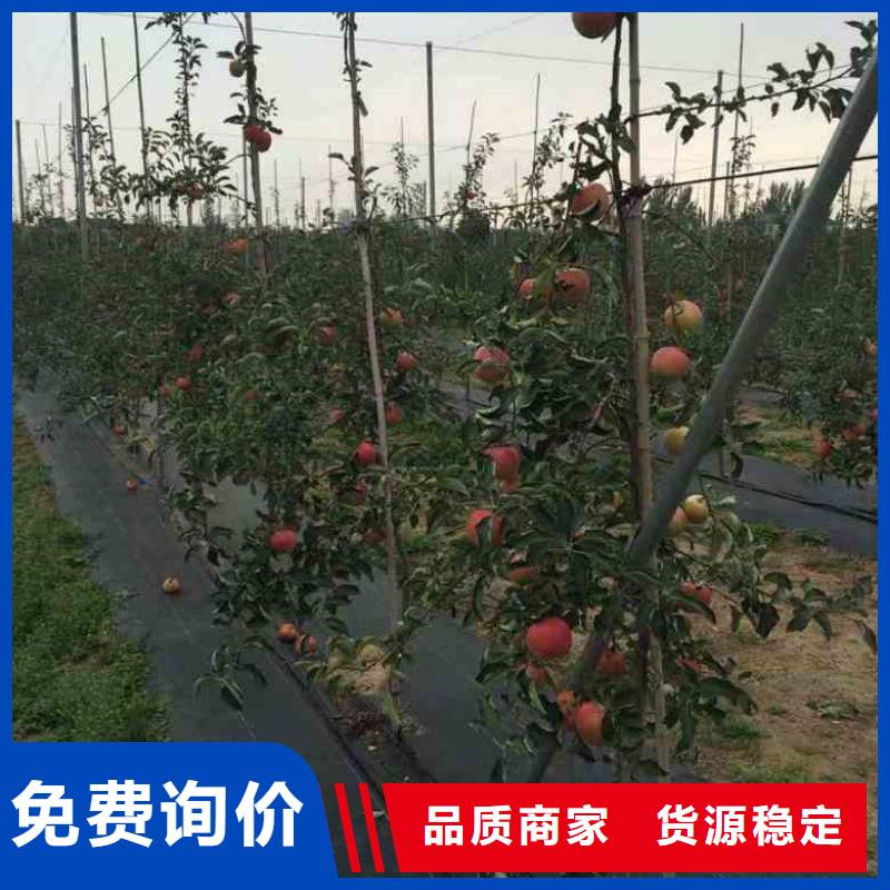 蘋果苗_山楂苗歡迎來廠考察