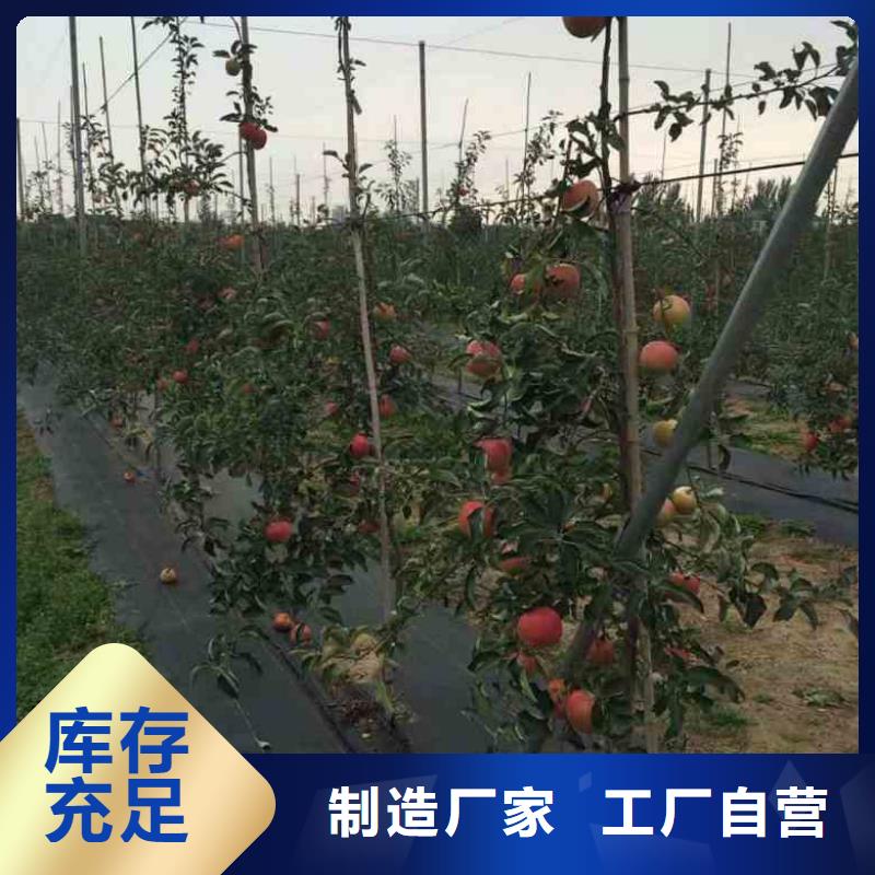 苹果苗李子苗高品质现货销售