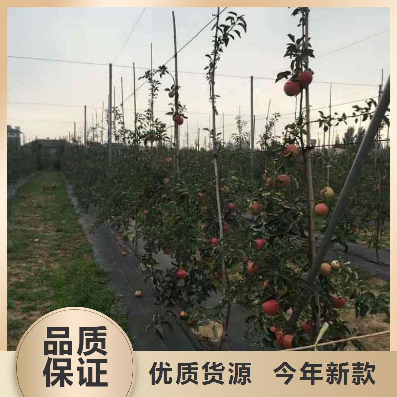 【苹果苗梨树苗精工打造】