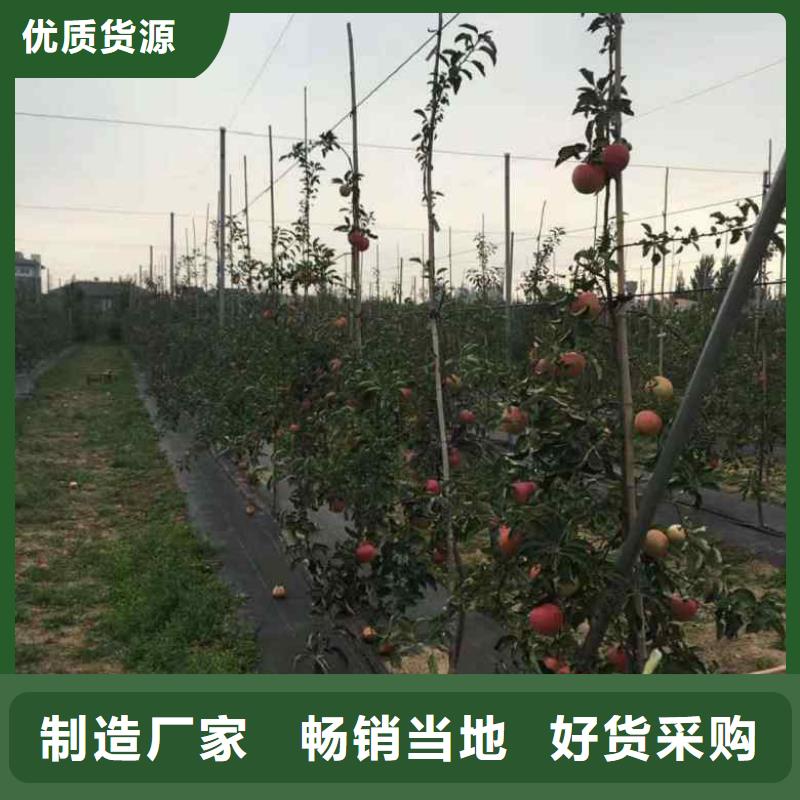 苹果苗山楂苗出货及时