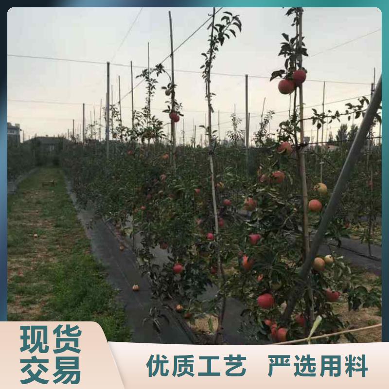 蘋果苗板栗苗廠家直銷放心