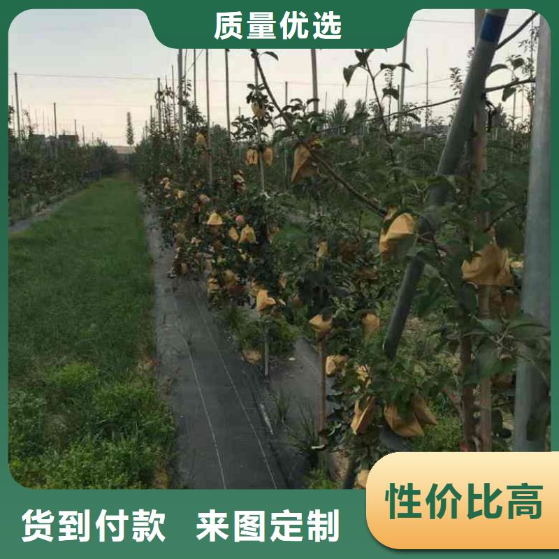 蘋果苗藍莓苗工廠直營