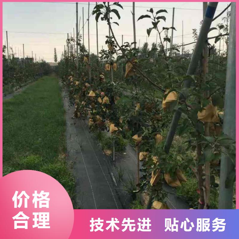 蘋果苗葡萄苗實(shí)力優(yōu)品