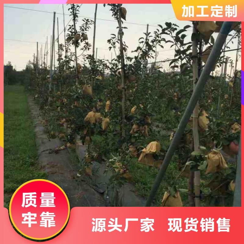 【苹果苗】花椒苗厂家直发