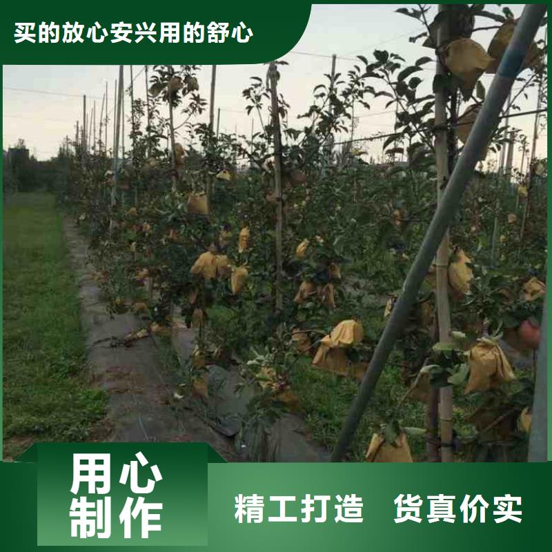 蘋果苗,桃樹苗支持大小批量采購