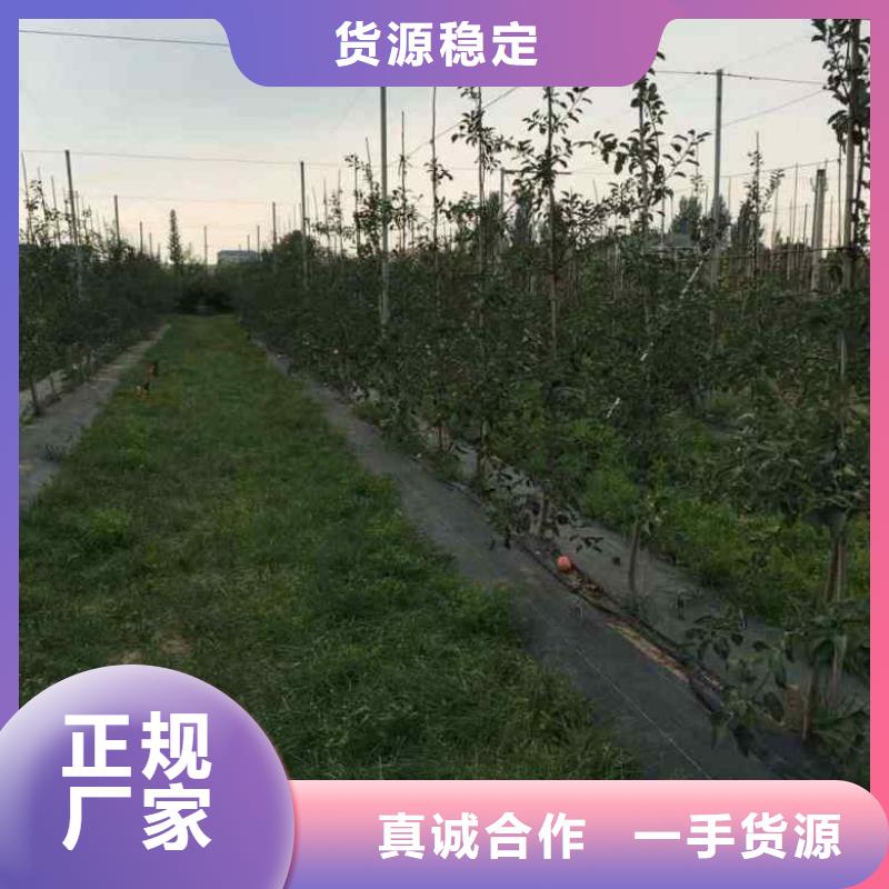 苹果苗【李子苗】同行低价