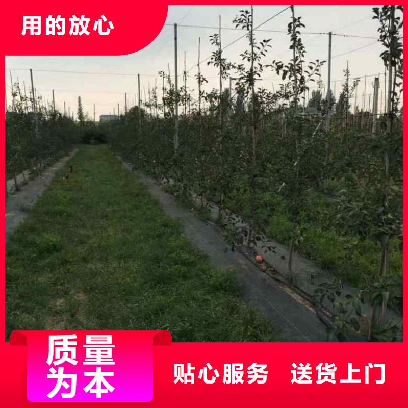 苹果苗板栗苗支持定制加工