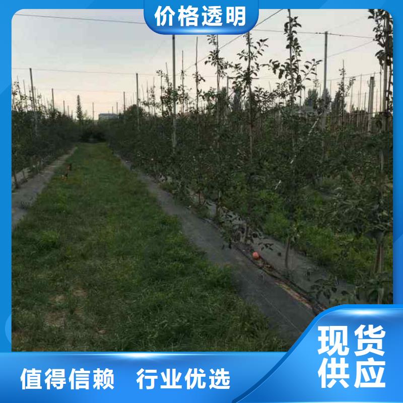 蘋果苗_山楂苗歡迎來廠考察
