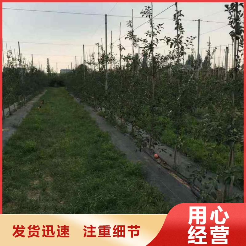 花椒苗视频-海安|启东|南京|苏州|无锡|盐城|镇江|泰州|常州兴海花椒苗_ 兴海苗木种植社(南通市分公司)