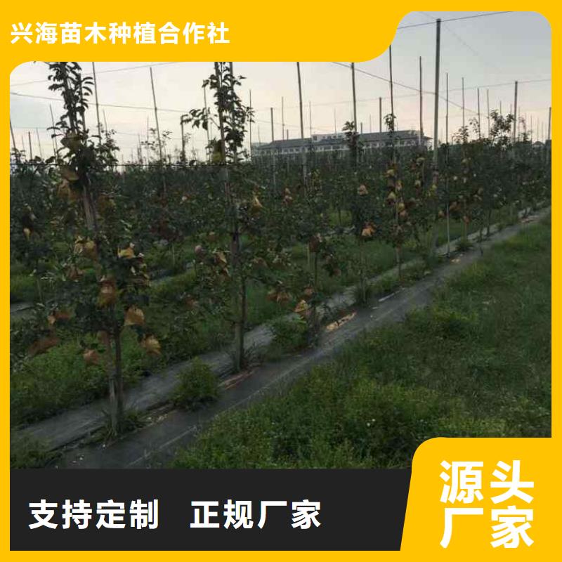 蘋果苗葡萄苗一對一為您服務