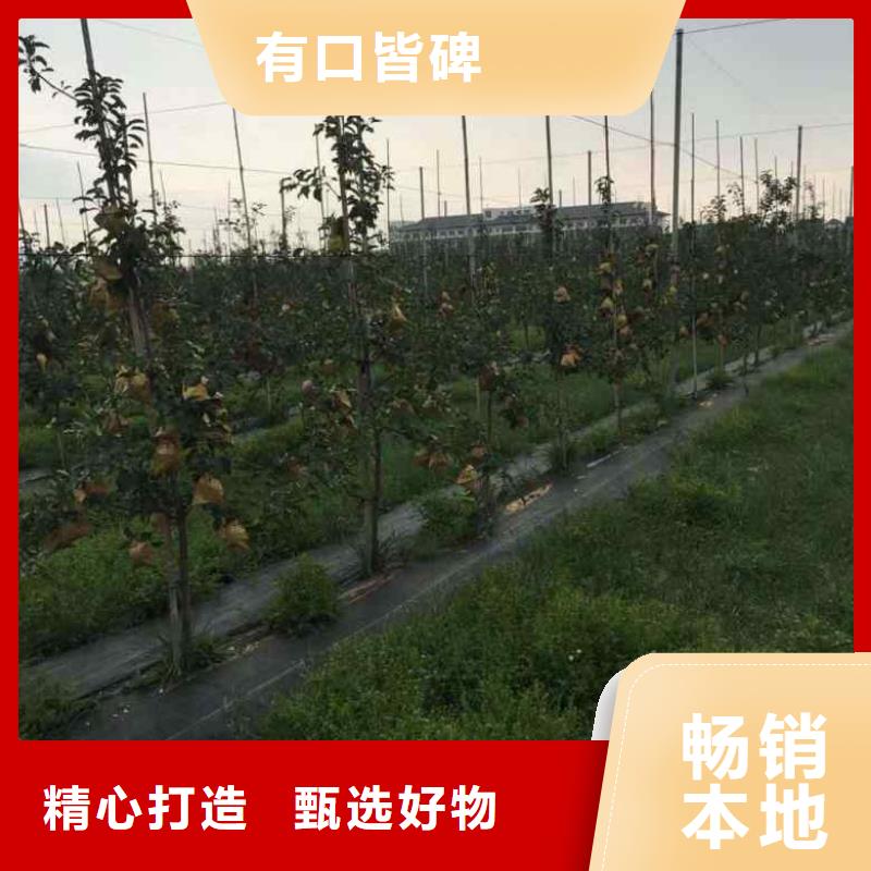 【蘋果苗桃樹苗實力商家供貨穩定】