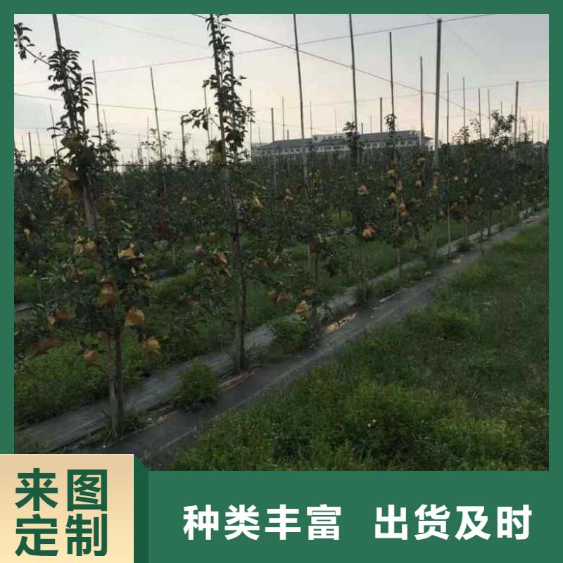 【苹果苗】花椒苗多种优势放心选择