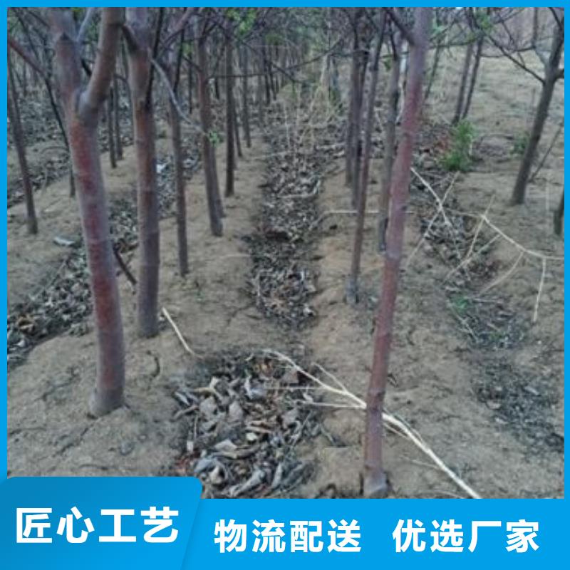 花椒苗视频-花椒苗|湘潭市|雨湖|韶山|益阳|株洲|长沙|张家界|衡阳