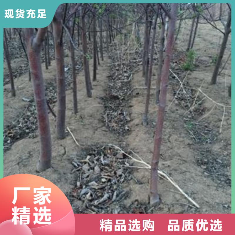 苹果苗山楂苗出货及时