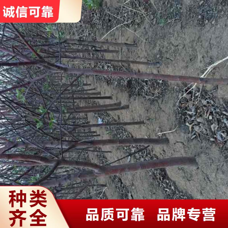 花椒苗视频-海安|启东|南京|苏州|无锡|盐城|镇江|泰州|常州兴海花椒苗_ 兴海苗木种植社(南通市分公司)