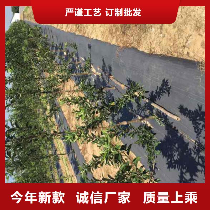 花椒苗视频-花椒苗|湘潭市|雨湖|韶山|益阳|株洲|长沙|张家界|衡阳