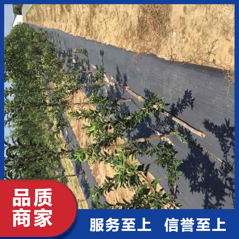 蘋果苗李子苗高標準高品質