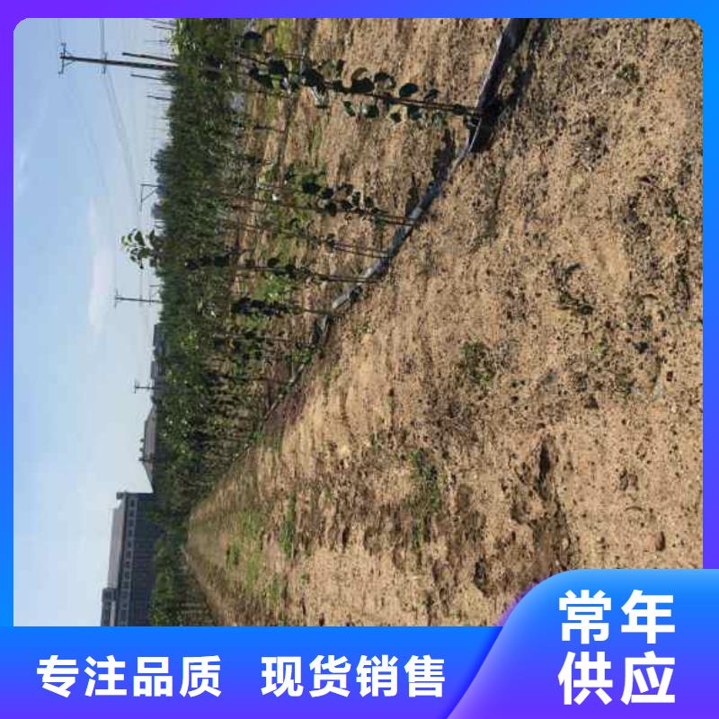 苹果苗李子苗高品质现货销售