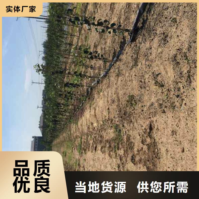 【蘋果苗桃樹苗實力商家供貨穩定】
