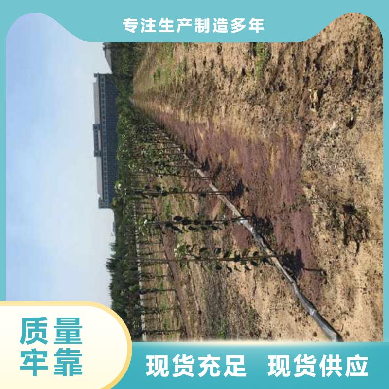蘋果苗,【板栗苗】產(chǎn)地采購