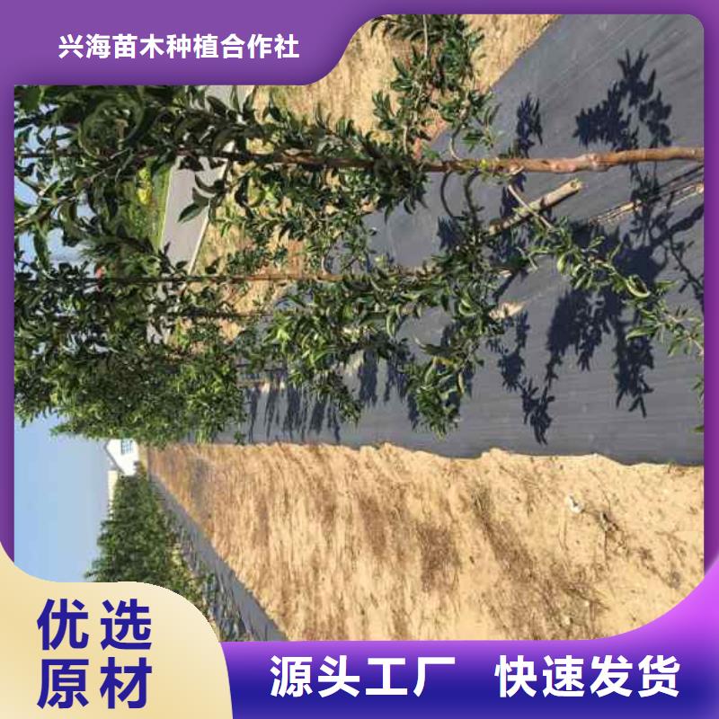 蘋果苗桃樹苗價格實惠