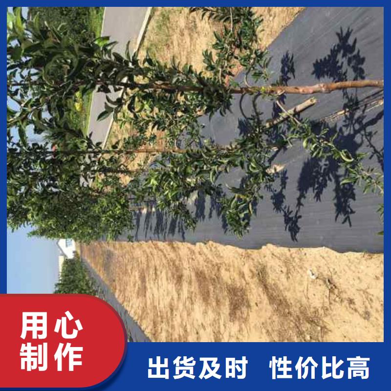 蘋果苗可接急單