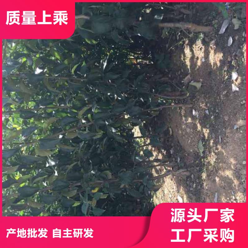 花椒苗视频-花椒苗|湘潭市|雨湖|韶山|益阳|株洲|长沙|张家界|衡阳