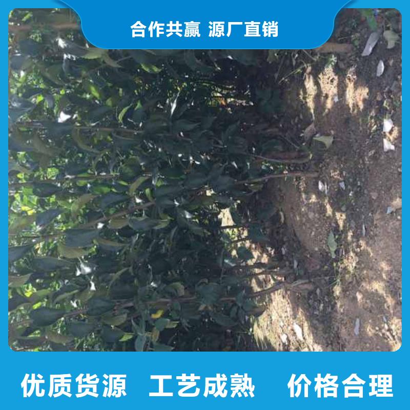 苹果苗李子苗高品质现货销售