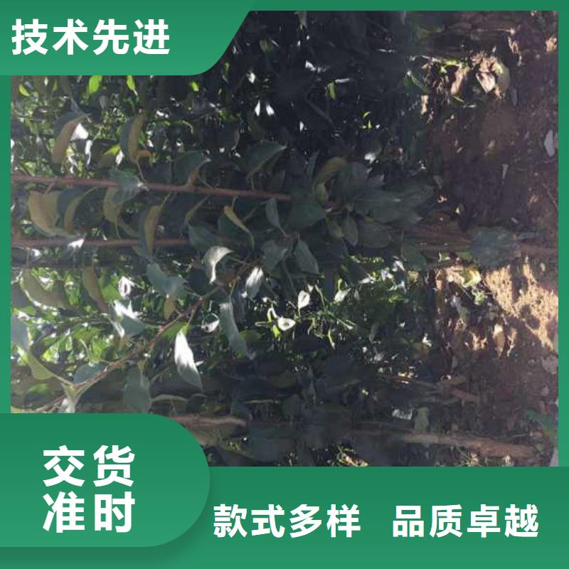蘋果苗核桃苗品牌企業(yè)