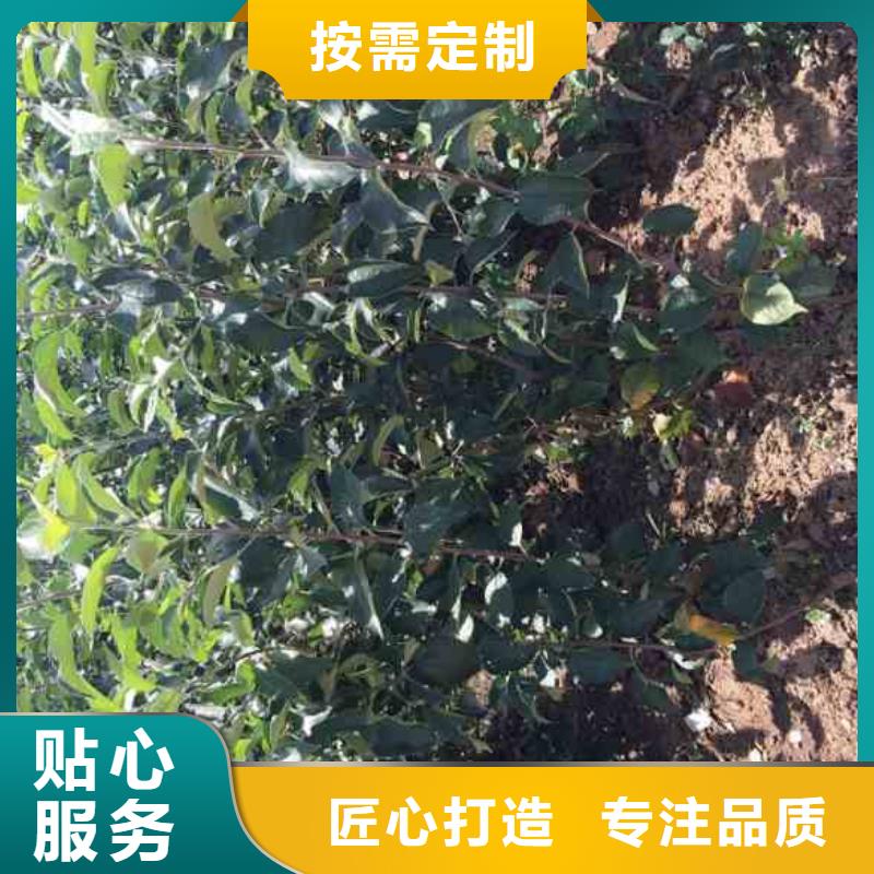 蘋果苗核桃苗品牌企業(yè)