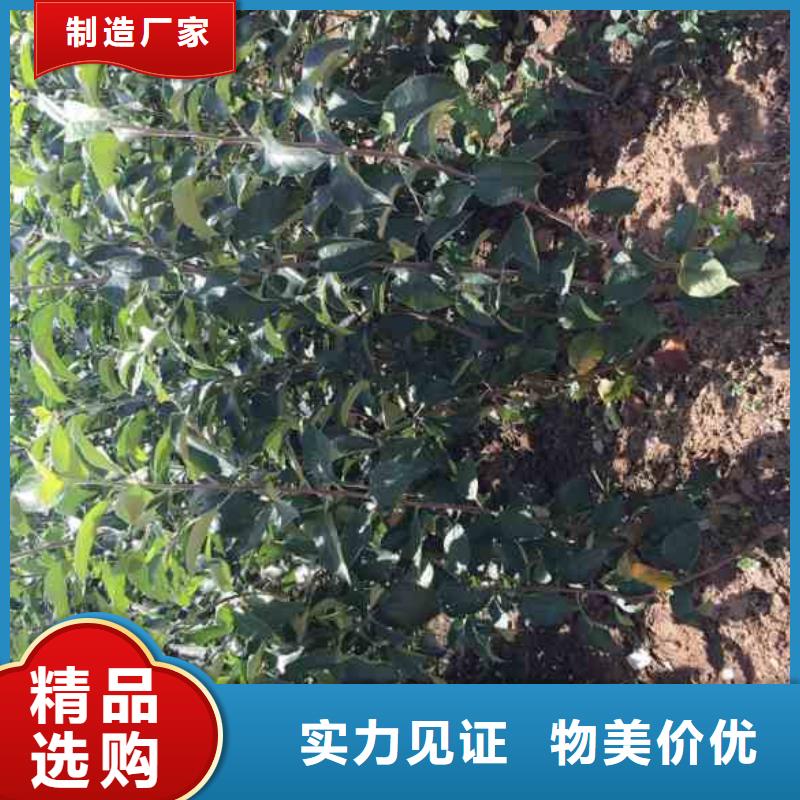 蘋果苗核桃苗客戶好評