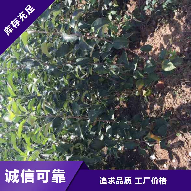 蘋果苗,【板栗苗】產(chǎn)地采購