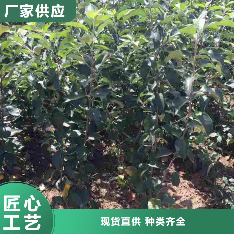 蘋果苗藍莓苗工廠直營