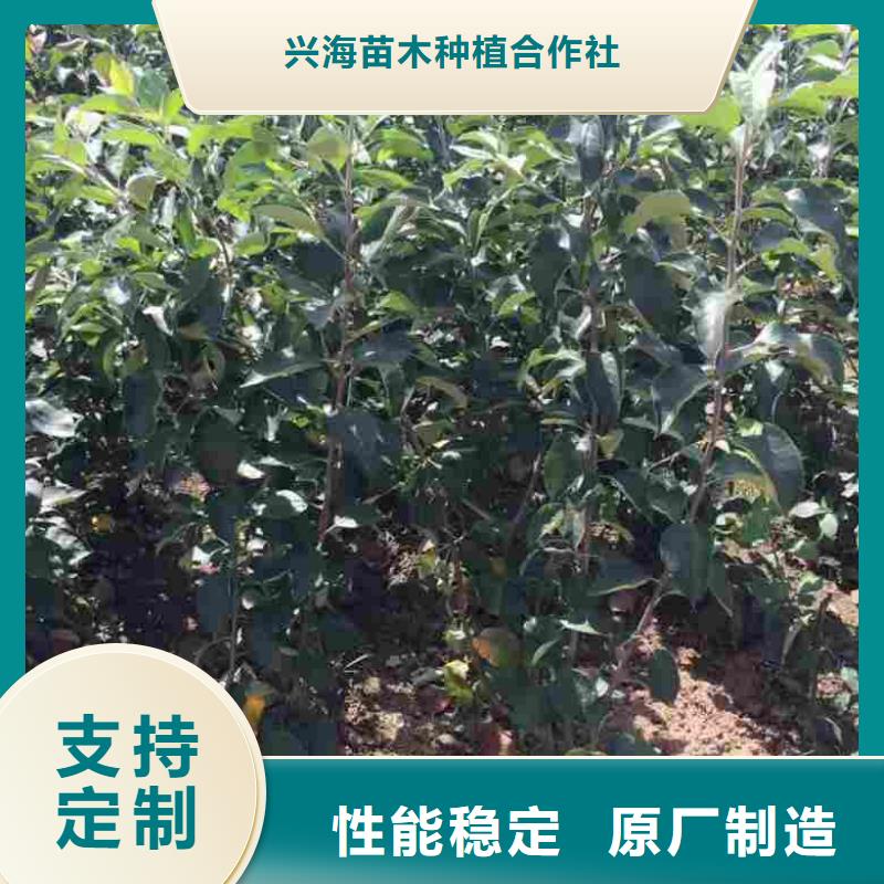 蘋果苗核桃苗客戶好評