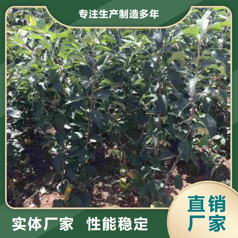 花椒苗视频-花椒苗|湘潭市|雨湖|韶山|益阳|株洲|长沙|张家界|衡阳