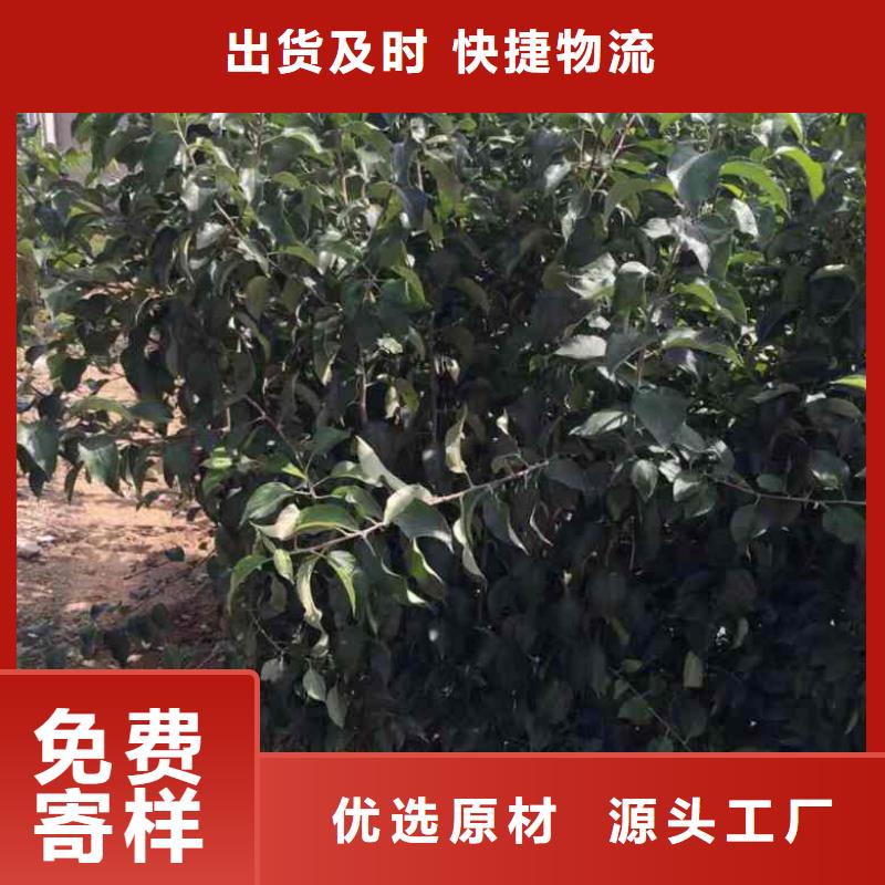 蘋果苗好產品價格低