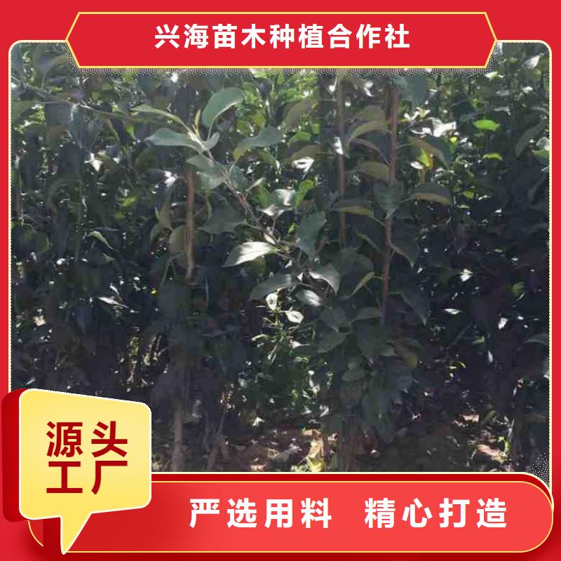蘋果苗好產品價格低