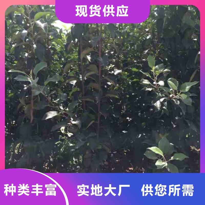 花椒苗视频-花椒苗|湘潭市|雨湖|韶山|益阳|株洲|长沙|张家界|衡阳