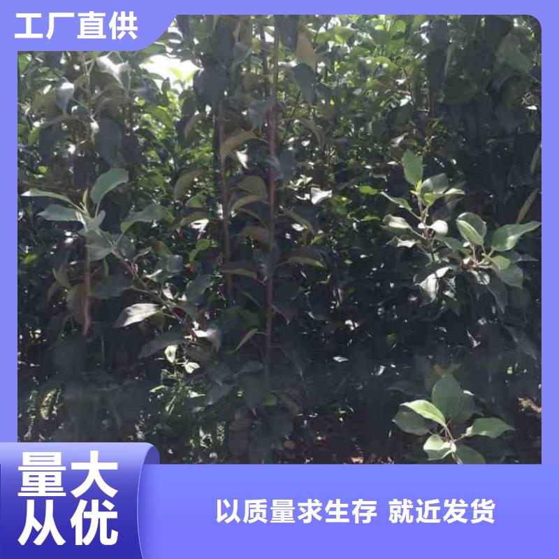 【苹果苗梨树苗精工打造】