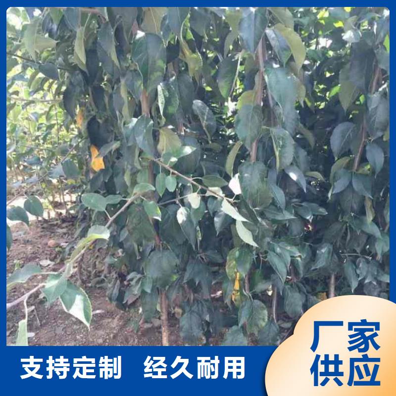 蘋果苗,山楂苗有實力有經驗