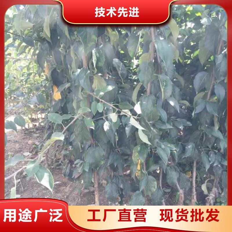 蘋果苗,桃樹苗支持大小批量采購