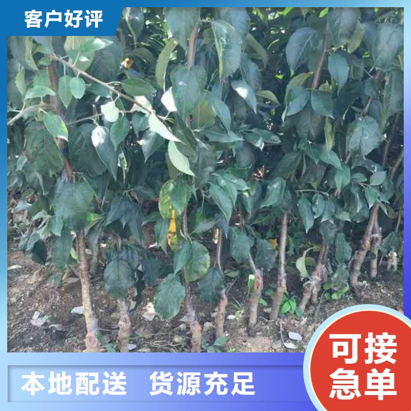 苹果苗李子苗高品质现货销售