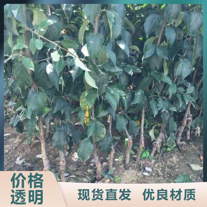 蘋果苗李子苗高標準高品質